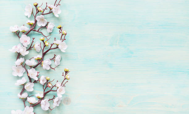 istock White flowers on blue wooden background 1132104595