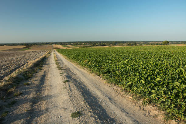 istock Rural road down, beet field, horizon and blue sky 1132104619