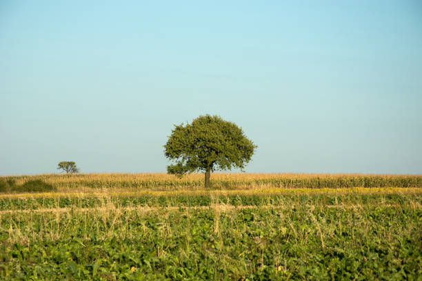 istock Green field of beets, single tree, horizon and sky 1132104631