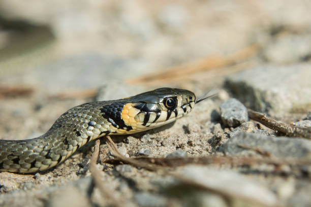 istock The head of grass snake crawling on the ground 1132104638