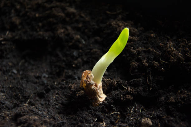 istock Chives with germinated onion in the ground 1132104646
