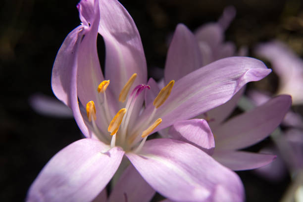 istock Blooming purple crocus flower on a sunny day 1132104654