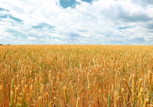 istock Wheat field on a background of white clouds and a blue sky 1132105396