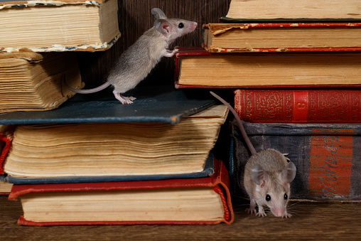 Close-up two young mice on  the old books on the shelf in the library. Concept of rodent control. Small DoF focus put only to one mouse on top of book.