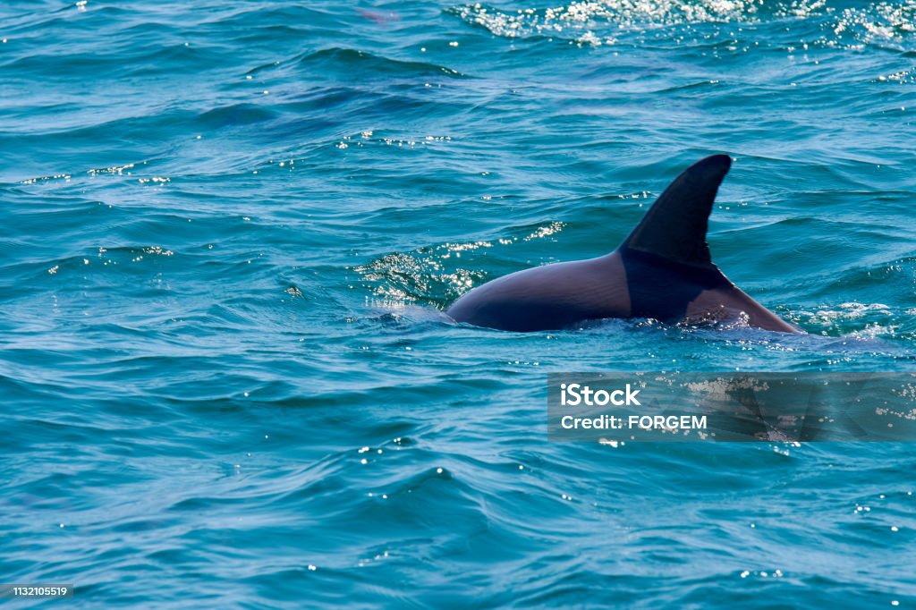 dauphin flottant, sautant et plongeant dans la mer bleue avec des vagues - Photo de Mer libre de droits