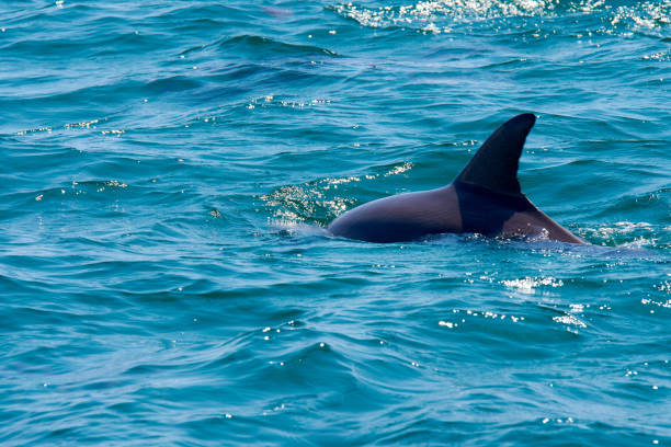 istock dolphin floating, jumping and diving in the blue sea with waves 1132105519