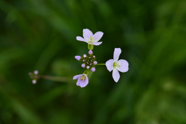 istock Mini purple flower with green background 1132106123