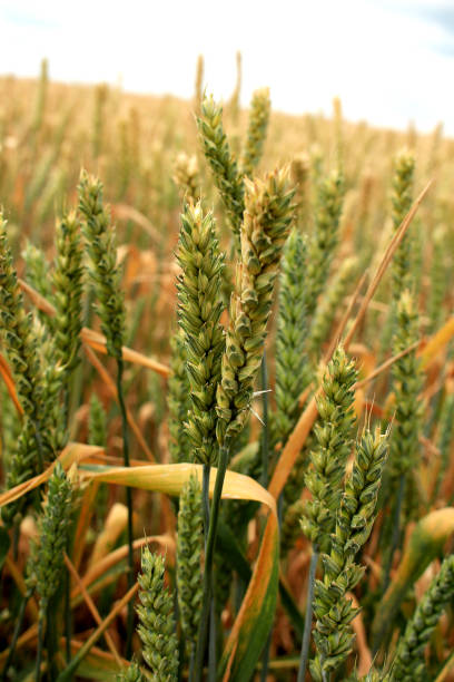 istock Ears of red wheat against the sky 1132106203