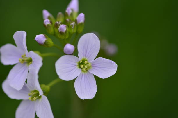 istock Mini purple flower with green background 1132106250