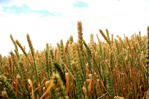 Ears of red wheat against the sky