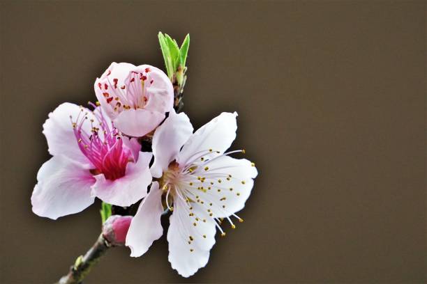 istock Pink Peach Blossom blooming 1132106548