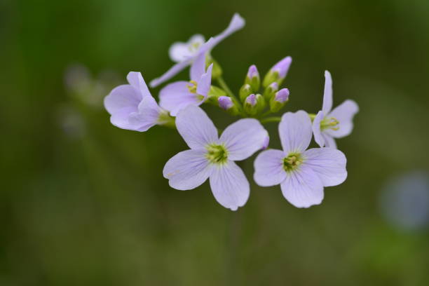 istock Mini purple flower with green background 1132106803