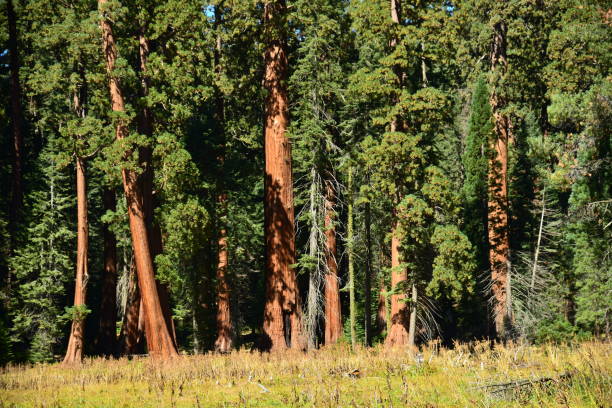 istock Giant Sequoia Trees and Meadow 1132108137