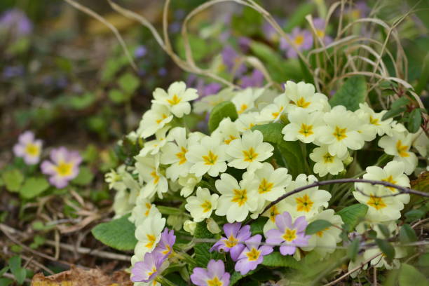 istock Yellow springs flowers 1132108684