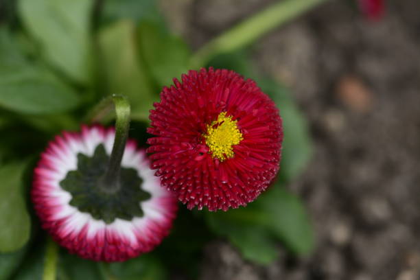 istock Red flower with green background 1132108699