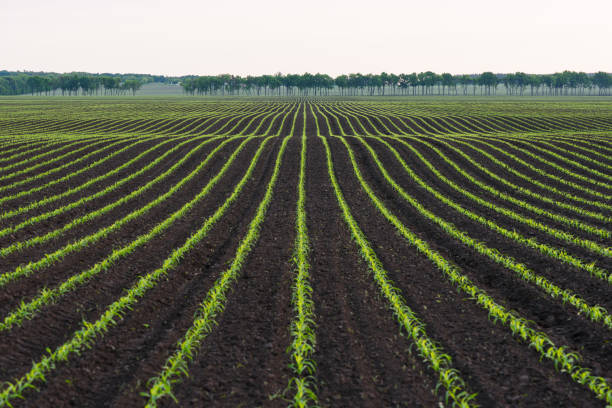 istock Corn field near the village 1132110013
