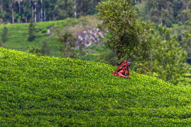 Haputale, Sri Lanka - December 26, 2018: Local people working in tea plantation near Haputale. Sri Lanka.