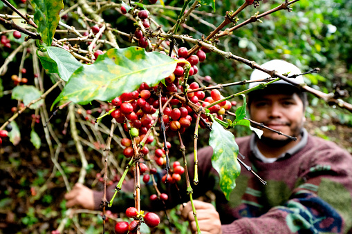 Harvesting coffee cherries in the dense tropical forest of Mexico near Puerto Vallarta, Mexico