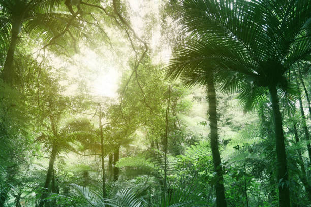 istock Canopy of jungle 1132111930
