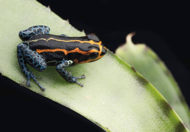 istock poison dart frog, Ranitomeya imitator, Yumbatos 1132112144