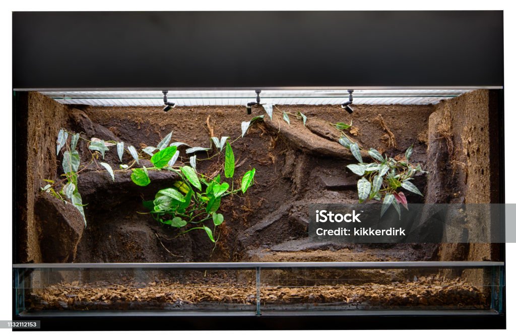 Terrarium to keep tropical jungle animals such as lizards and poison dart frogs Terrarium to keep tropical jungle animals such as lizards and poison dart frogs. Glass tank with decoration for rain forest  pet animal. Terrarium Stock Photo