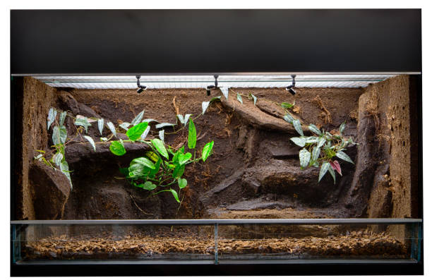 Terrarium to keep tropical jungle animals such as lizards and poison dart frogs Terrarium to keep tropical jungle animals such as lizards and poison dart frogs. Glass tank with decoration for rain forest  pet animal. enclosure stock pictures, royalty-free photos & images