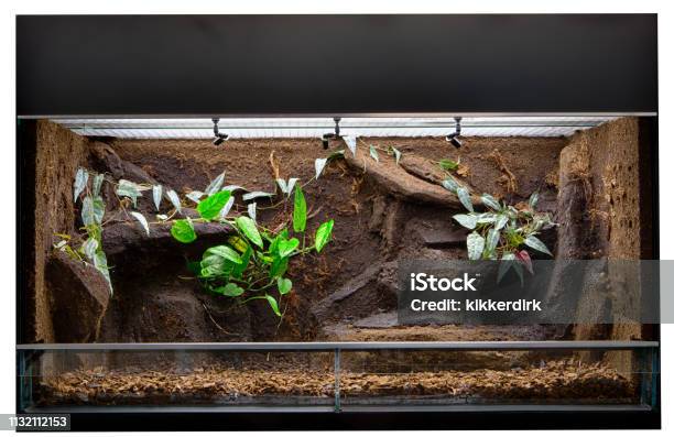 Terrarium To Keep Tropical Jungle Animals Such As Lizards And Poison Dart Frogs Stock Photo - Download Image Now