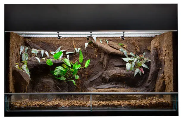Terrarium to keep tropical jungle animals such as lizards and poison dart frogs. Glass tank with decoration for rain forest  pet animal.