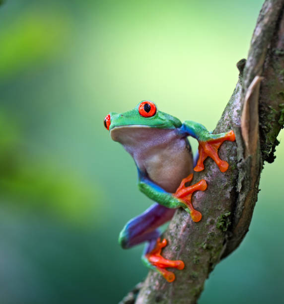 Rana de árbol de ojos rojos, Agalychnis callydrias listo para saltar - foto de stock