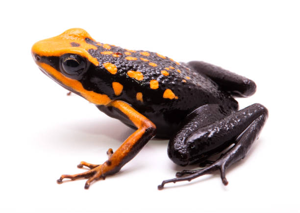 istock poison dart or arrow frog, Ameerega silverstonei. 1132112221