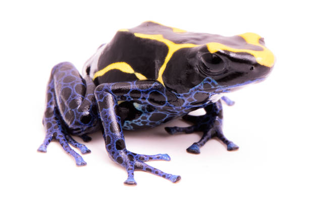 istock deying poison dart frog, Dendrobates tinctorius 1132112227