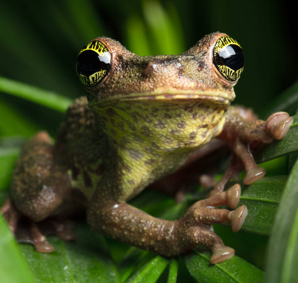 Tropical rainforest tree frog, Osteocephalus taurinus. A treefrog from the Amazon rain forest with beautiful colored eyes. Macro of a tropical amphibian at night.