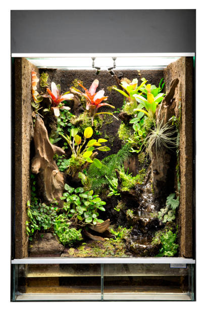 tropical rain forest terrarium or paludarium for exotic pet animals like poison dart frogs stock photo