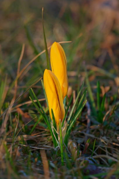 istock Colorful crocuses as early spring symbol. 1132112574