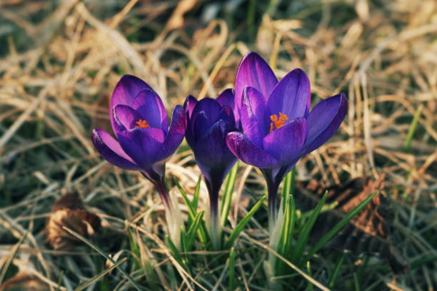 istock Colorful crocuses as early spring symbol. 1132112575