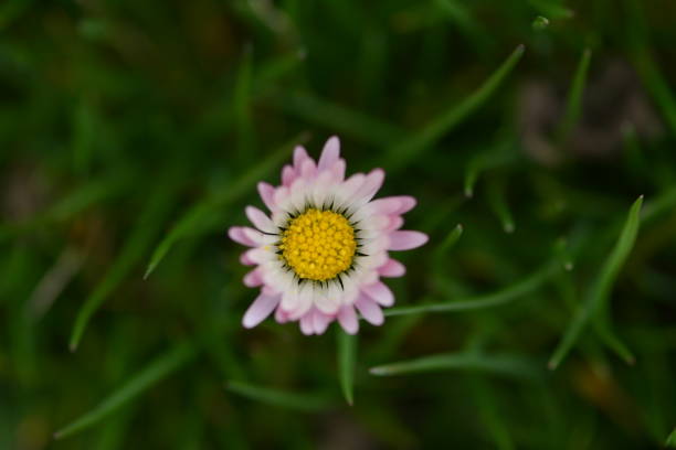 istock Mini daisies in the gras 1132112782
