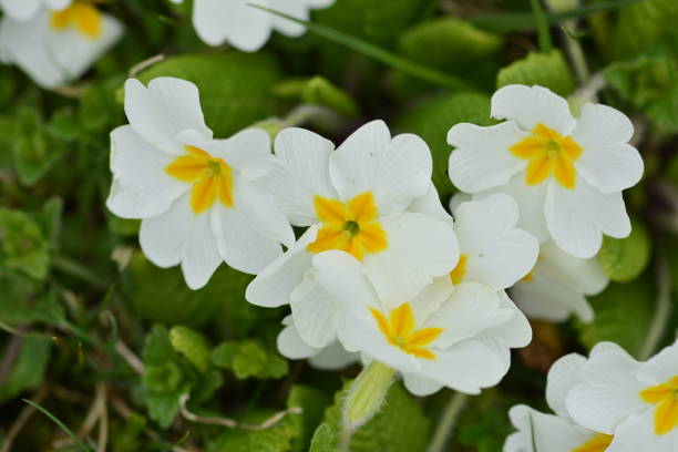 istock Springs flowers in macro 1132112905