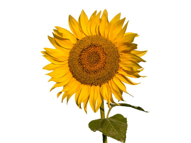 istock sunflower isolated on white background 1132114408