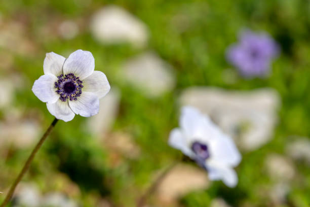 istock Spring season; wild flower; Anemone (Anemone coronaria) 1132114502