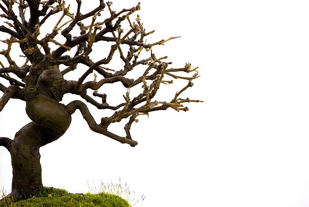 Bonsai scene stock photo