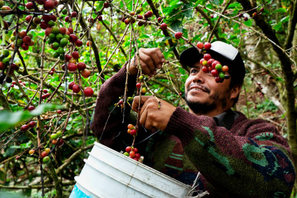 istock A Coffee Plantation Worker Harvesting Ripe Cherries From A Coffee Tree 1132115289