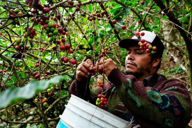 red coffee beans Field Plantation farm picking.harvesting Robusta and arabica  coffee berries by agriculturist hands,Worker Harvest arabica coffee berries on its branch, harvest conce