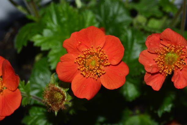 mini captação vermelha da flor com flash - agricultural equipment flash - fotografias e filmes do acervo