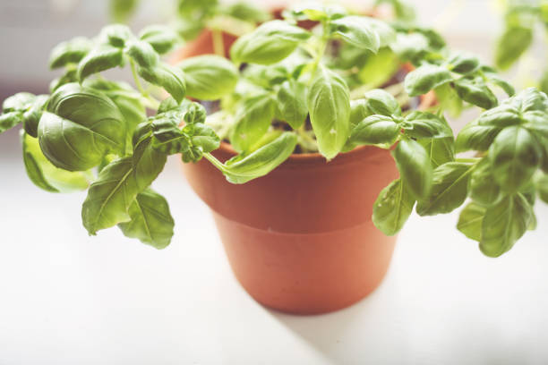 Basil in the pot on the window sill in the light