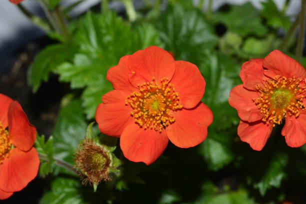 mini captação vermelha da flor com flash - agricultural equipment flash - fotografias e filmes do acervo