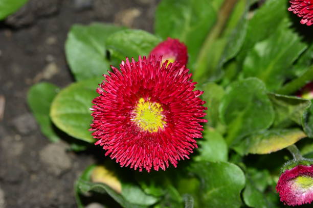 mini captação vermelha da flor com flash - agricultural equipment flash - fotografias e filmes do acervo