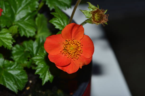 mini captação vermelha da flor com flash - agricultural equipment flash - fotografias e filmes do acervo