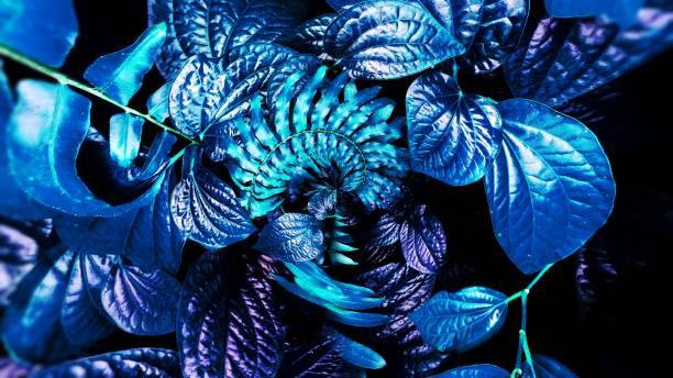 istock tropical blue leaf glow in the dark background. High contrast 1132117755