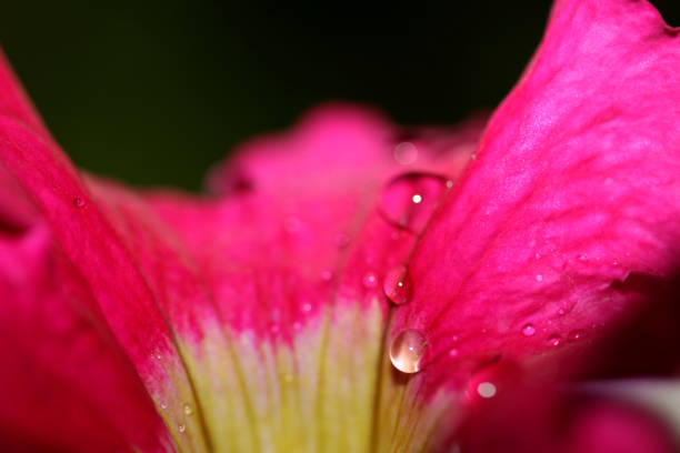 Macro Shot of Plants