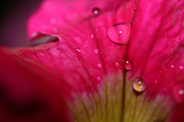 istock Macro Shot of Plants 1132117940